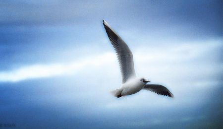 Joshua Broomberg, a schoolboy defending our most fundamental right