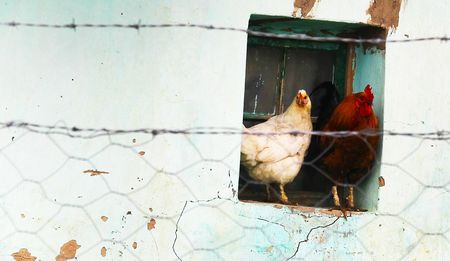 AGOA: South Africa's real chicken and egg problem
