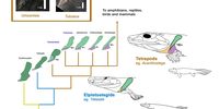 Infographic of evolution of the shoulder girdle across the fish to tetrapod transition. Includes the proposed position of the cleithra of Tutusius and Umzantsia.