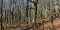 Winter forest. Image: Annalene Sadie