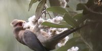Nest building time for the Mouse Birds. Photographer: <br>Catherina Pagani