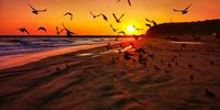 Pigeons’ Paradise. Photographer: Andrew Harvard</p>
<p>P4U_readersubmission_20250530