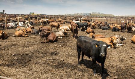 Rampant foot and mouth disease in five provinces triggers farming industry call for urgent action