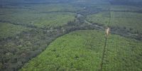 The Sudcam rubber plantation in South Cameroon has replaced the ancient rainforest. (Photo: Nathalie Bertrams)