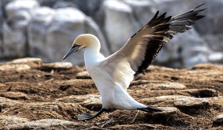 My great gannet getaway — or, a morality tale about greedy expectation