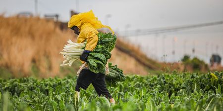 The politics of expropriation without compensation – when rhetoric and reality clash