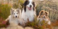 Happy trio Lisa, Jordan and Reeva posing in the fynbos at Silvermine Nature Reserve, Cape Town. <br>www.natgoldza.co.za