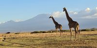 Mount Kilimanjaro as seen from Amboseli National Park. (Photo: Jonah Western)