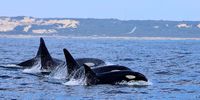 Killer whales sighted in Algoa Bay — Experts track returning pod