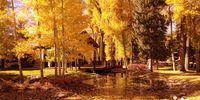 The yellow gold of Aspen leaves in Aspen. Photographer: J. Duncan