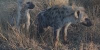 Curious young hyenas, Kruger National Park, 18 July 2022. Image: Ian Neilson