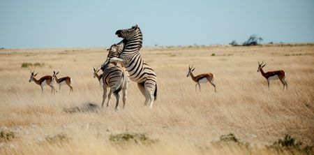 Human impact on nature is putting biodiversity under massive pressure