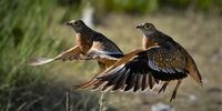  Cleared for landing – two male burchell’s sandgrouse approach the waterhole at Mpayathutlwa Pan, Mabuasehube, Botswana. Photographer: Jacky du Plessis</p>
<p>