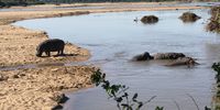Hippo Paradise Pafuri Kruger.