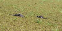Okavango Dreaming. Photographer: Barry Wiseman