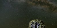 Kokerboom lit underneath the milky way - Kokerboom Forest outside Niewoudtville. Photographer: Charles Ratcliffe