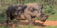 A rhino with horns is becoming a rare sight as government and private owners usually dehorn the animals to deter poachers. (Photo: Conservation Action Trust)
