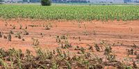 Farmer In Jagersfontein Losses 72 Hectares Of Maize Due To Flash Floods