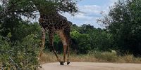 Lucky sighting in the Kruger National Park (28 February 2022). Image: June Petersen 