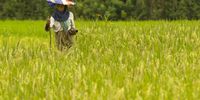 A farmer checks 19 February her paddy  field in Bogor, Indonesia in 2012. The country is working to improve irrigation, reduce dependence on chemical fertilizers and is developing genetically-modified rice to boost yields as well as adapt crops to climate change.  EPA/ADI WEDA