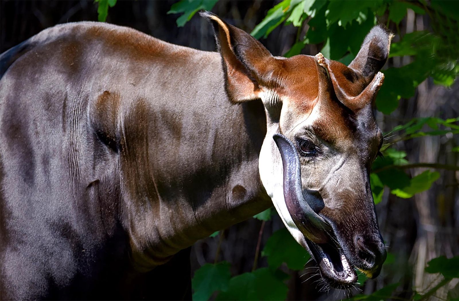 African ‘unicorn’ slipping off the conservation radar