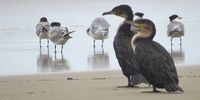 Cape Cormorants just minding their business. Taken at Cintsa West Beach in the Eastern Cape some time in April 2022. Image: @ShotsByShanzy (Shannon Moore)