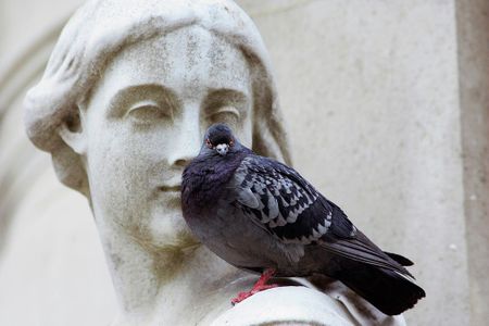 Much more than flying rats — how pigeons became decorated war heroes