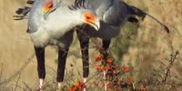 Secretary birds on the farm at Wakkerstroom. Image: G. G. Sutherland