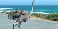 Ostrich Crossing at the Cape of Good Hope. Photographer: Chris von Ulmenstein