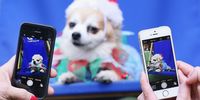 Why we give our cats, dogs and other pets social media accounts