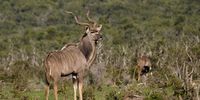 South Africa. Eastern Cape. Addo Elephant National Park. A kudu bull.