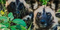 Wild dogs looking cute! Image: Karin Linder