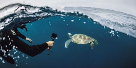 The trials, tribulations and joys of turtle liberation