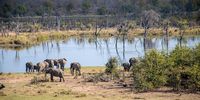 Elephants near Mopani Camp in central Kruger National Park, Limpopo, 7 August 2024. (Photo: Julia Evans)