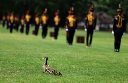Ducklings steal the spotlight at Hyde Park's Royal Gun Salute for King Charles III