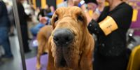 Photo Essay- Westminster Dog Show