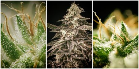 Cannabis grow clubs want High Court to decide if customers can ‘sit back, relax and enjoy the fruits’ of their joint labour