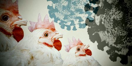 Bird flu outbreak almost under control but sector worries about lack of vaccination programme