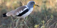 African wattled lapwing. Photographer: Boshoff Steenekamp