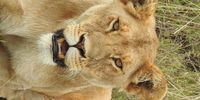 What are you looking at? Image: Teresa Budler