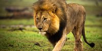 Pure focus ~ lion in the rain, Madiwke, November 2021. Photographer: Alex Black