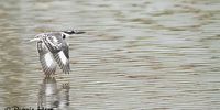 Pied Kingfisher skimming the water, seen at LIV Children’s Village, Hazelmere, KZN. Photographer: Ronnie Herr