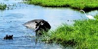 Give me some privacy here! An egret (really) shouting at a hippo mom and calf for thinking about coming up on her piece of shoreline <br>Chobe River, Nov 2021. Image: Viv Sandwith 