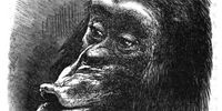 Darwin's animals