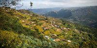 Sunflowers carpet the hills and valleys of Inanda, which means a pleasant place in Zulu. (Photo: Delwyn Verasamy)