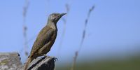 Ground Woodpecker seen at the Impendle Nature Reserve, KZN.