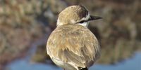 Yup, I'm a cutie! White-fronted Plover. KZN south coast. Image: Peter Vos