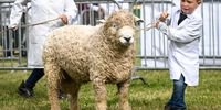 SHEPTON MALLET, ENGLAND - JUNE 01: A young exhibitor shows concentration during sheep judging at The Royal Bath And West Show, on June 01, 2023 in Shepton Mallet, England. The historic show is one of the oldest surviving agricultural shows in England taking place over four days. The first show took place in Taunton in 1852 and then toured the country for more than 100 years before a permanent home was found at Shepton Mallet in 1965. It gained its Royal Patronage in 1977. (Photo by Finnbarr Webster/Getty Images)