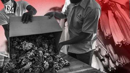 Watch – Plant poaching in South Africa: The million rand Miracle Bush Lily heist