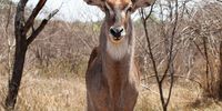 Are you lookin' at me?! Close encounter with a Waterbuck. Photograher: Tim Holmes